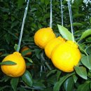 한라봉의 유래 이미지