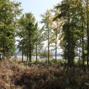 사문진교 이미지