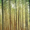 완주 공기마을 편백나무숲 이미지