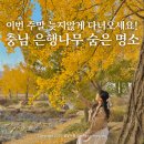 청라농장 | 충남 보령 가볼만한곳 청라은행마을 신경섭가옥 은행나무 실시간