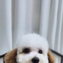 강아지 마법사 골드맘 이미지