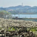 나무카페 | 천안 배꽃 개화 상황 배나무숲 카페 후기 (동민목장)