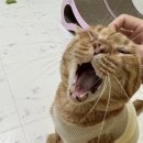 1118 | 대전동물보호센터 고양이 입양 후기