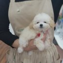 베리독 강아지고양이 평택본점 이미지
