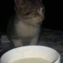 타래퀸 이미지