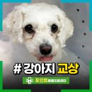 열린동물병원 | 개물림 사고 강아지 물림사고 대처법 동물병원 응급수술 후기