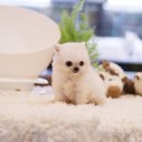 복슬 강아지 이미지