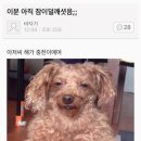 맘스그릴 이미지