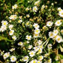 쑥부쟁이 이미지