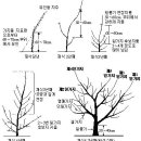 매실나무 가지치기 이미지