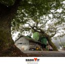 양곡정미소 이미지