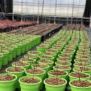 채기농장 이미지