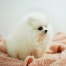 복실복실 이미지