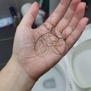 건성 | 아윤채샴푸 리밸런싱 모이스처 건성두피 후기