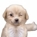 나를 닮은 여름에게 이미지