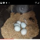 숲속청계농장 이미지