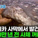 이집트 사막에서 발견된 3,700만 년 전 사체에 지구의 역사가 담겨있다｜3,700만 년 전 뼈 조사해보니 나온 것 이미지