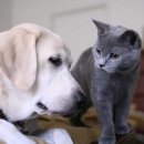 개와 고양이 이미지