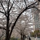 (주)수도권자원순환센터 | 자원순환데이 보상 수량 변경 공지 (feat. 성북천 벚꽃 현황)