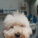 빙그루밍 이미지