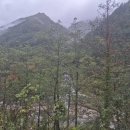 빛-자작나무 이미지