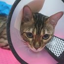 이자매펫미용원 이미지