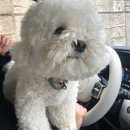 버블독스 부산대점 이미지