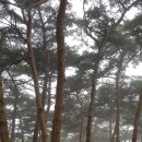 소나무숲 이미지