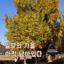 활성동 밀양시국궁장 | [밀양 여행]금시당 백곡재 방문 | 은행나무 절정 시기 &amp; 산책코스와 방문 팁