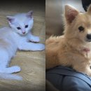 Story pet 이미지