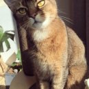 태일동물치과병원 이미지