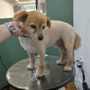 미용하개, 놀다가개 이미지