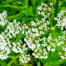 교동향교 이미지