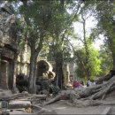 나무와 돌 이미지