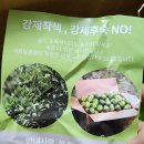 새코롬 | 새코롬 극조생 노지감귤 내돈내산 후기 - 9월 초록귤