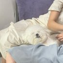 싱생송 이미지