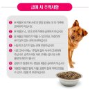 [내돈내산] 12살 노령견 체중 관리를 위한 선택, 펫컴 딜리셔스 기능성사료 솔직 후기!