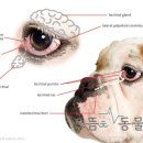 으뜸원동물병원 이미지