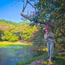 8/23 명옥헌원림 배롱나무꽃 이미지