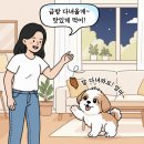 코지동물의료센터 | 인천 24시 동물병원, 야간 응급상황에는 코지 동물의료센터로