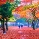 "500년 된 나무 숲이 경내 뒤편에 빽빽하다니"… 보물 11건 품고 입장료도 없는 천년 사찰 길 이미지