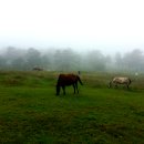 유영목장 이미지