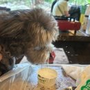 북한산한의원 | [일상 후기] 반려견 동반 가능한 북한산 계곡 식당 미루나무집