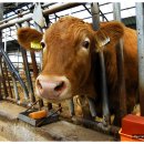 횡성한우 이미지