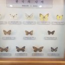 한국나비