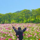 [진도 여행 1탄] 진도 가볼만한곳: 봄꽃 감성 가득! 약사사 작약꽃축제 후기