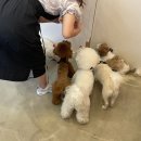 코모네 펫하우스 이미지