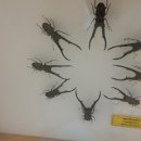 강화자연사박물관 이미지