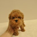 유올펫 강아지고양이 청주점 이미지