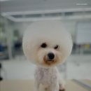 동탄에이스애견미용학원